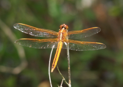 [This dragonfly has yellow/gold coloring in the places where the prior one was orange. There is a dark stripe down the length of the back.]